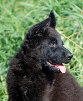 Великолепные щенки овчарок немецких линий - <ro>Изображение</ro><ru>Изображение</ru> #3, <ru>Объявление</ru> #1670074