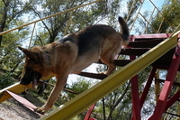 Воспитание собак и хозяев.  - <ro>Изображение</ro><ru>Изображение</ru> #1, <ru>Объявление</ru> #1670075