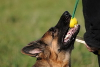 Воспитание собак и хозяев.  - <ro>Изображение</ro><ru>Изображение</ru> #2, <ru>Объявление</ru> #1670075