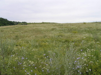 Объект на продажу под Киевом 30 мин. в сторону Обухова, Старые Безрадичи - <ro>Изображение</ro><ru>Изображение</ru> #4, <ru>Объявление</ru> #1684940