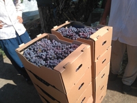 виноград столовый свежий - <ro>Изображение</ro><ru>Изображение</ru> #1, <ru>Объявление</ru> #1688601