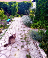 Продам дачу на Азовском море - <ro>Изображение</ro><ru>Изображение</ru> #2, <ru>Объявление</ru> #1720777