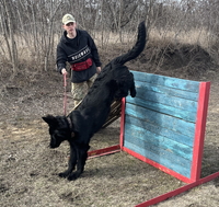 дресирування собак усіх порід  - <ro>Изображение</ro><ru>Изображение</ru> #2, <ru>Объявление</ru> #1670075