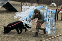 дресирування собак усіх порід  - <ro>Изображение</ro><ru>Изображение</ru> #3, <ru>Объявление</ru> #1670075