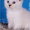 Котята из питомника - <ro>Изображение</ro><ru>Изображение</ru> #4, <ru>Объявление</ru> #378478