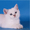Котята из питомника - <ro>Изображение</ro><ru>Изображение</ru> #1, <ru>Объявление</ru> #378478
