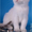 Котята из питомника - <ro>Изображение</ro><ru>Изображение</ru> #2, <ru>Объявление</ru> #378478