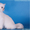 Котята из питомника - <ro>Изображение</ro><ru>Изображение</ru> #3, <ru>Объявление</ru> #378478
