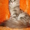 Мейн кун-ские коты-необычайной красоты - <ro>Изображение</ro><ru>Изображение</ru> #2, <ru>Объявление</ru> #23483