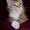 Мейн кун-ские коты-необычайной красоты - <ro>Изображение</ro><ru>Изображение</ru> #3, <ru>Объявление</ru> #23483