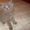 Шотландские короткошерстные котята-страйты - <ro>Изображение</ro><ru>Изображение</ru> #1, <ru>Объявление</ru> #4093