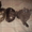 Шотландские короткошерстные котята-страйты - <ro>Изображение</ro><ru>Изображение</ru> #2, <ru>Объявление</ru> #4093