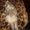 Шотландский вислоухий пятнистый котёнок - <ro>Изображение</ro><ru>Изображение</ru> #1, <ru>Объявление</ru> #4768