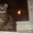 Шотландский вислоухий пятнистый котёнок - <ro>Изображение</ro><ru>Изображение</ru> #3, <ru>Объявление</ru> #4768