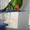 Новозеланский краснолобый попугай #21455