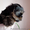 Йоркширские щенки - <ro>Изображение</ro><ru>Изображение</ru> #3, <ru>Объявление</ru> #27593