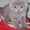  Шотландские котята (фолд, страйт) - <ro>Изображение</ro><ru>Изображение</ru> #1, <ru>Объявление</ru> #77902