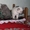  Шотландские котята (фолд, страйт) - <ro>Изображение</ro><ru>Изображение</ru> #3, <ru>Объявление</ru> #77902