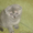 Продам шотландские вислоухие котята - <ro>Изображение</ro><ru>Изображение</ru> #1, <ru>Объявление</ru> #98428