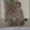 Продам шотландские вислоухие котята - <ro>Изображение</ro><ru>Изображение</ru> #3, <ru>Объявление</ru> #98428