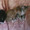 Котята дон сфинкс - <ro>Изображение</ro><ru>Изображение</ru> #2, <ru>Объявление</ru> #106689
