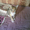 Котята дон сфинкс - <ro>Изображение</ro><ru>Изображение</ru> #5, <ru>Объявление</ru> #106689