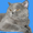 Шотландские вислоухие и прямоухие котята  - <ro>Изображение</ro><ru>Изображение</ru> #2, <ru>Объявление</ru> #129217