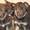 Продаютс породные щенки немецкой овчарки - <ro>Изображение</ro><ru>Изображение</ru> #1, <ru>Объявление</ru> #105541