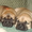 продаются отличные щенки бульмастифа - <ro>Изображение</ro><ru>Изображение</ru> #3, <ru>Объявление</ru> #152988