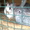 Продам кроликов (крольчат) в Мелитополе. Также реализую мясо кроликов. #139531