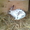 Продам кроликов (крольчат) в Мелитополе. Также реализую мясо кроликов. - <ro>Изображение</ro><ru>Изображение</ru> #2, <ru>Объявление</ru> #139531