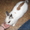 Продам декоративного кролика (девочку)  - <ro>Изображение</ro><ru>Изображение</ru> #1, <ru>Объявление</ru> #204070
