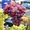 саженцы столового винограда - <ro>Изображение</ro><ru>Изображение</ru> #3, <ru>Объявление</ru> #241813