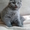 продаются  шотландский вислоухий котик - <ro>Изображение</ro><ru>Изображение</ru> #1, <ru>Объявление</ru> #214581