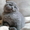 продаются  шотландский вислоухий котик - <ro>Изображение</ro><ru>Изображение</ru> #2, <ru>Объявление</ru> #214581