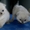 Продам клубных котят Шотландских вислоухих - <ro>Изображение</ro><ru>Изображение</ru> #2, <ru>Объявление</ru> #278504
