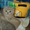 продаем котят породы скоттиш фолд и страйт - <ro>Изображение</ro><ru>Изображение</ru> #4, <ru>Объявление</ru> #257794