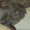 продаем котят породы скоттиш фолд и страйт - <ro>Изображение</ro><ru>Изображение</ru> #2, <ru>Объявление</ru> #257794