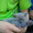 Продам котят.шотландская прямоухая, 1,5мес - <ro>Изображение</ro><ru>Изображение</ru> #1, <ru>Объявление</ru> #331887