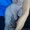 Продам котят.шотландская прямоухая, 1,5мес - <ro>Изображение</ro><ru>Изображение</ru> #3, <ru>Объявление</ru> #331887