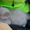 Продам котят.шотландская прямоухая, 1,5мес - <ro>Изображение</ro><ru>Изображение</ru> #4, <ru>Объявление</ru> #331887