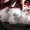 Белый и пушистый котёнок в хорошие руки!!!  - <ro>Изображение</ro><ru>Изображение</ru> #2, <ru>Объявление</ru> #315661