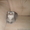 Шотландский вислоухий котик - <ro>Изображение</ro><ru>Изображение</ru> #1, <ru>Объявление</ru> #471293
