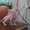 Замечательные котята Донского сфинкса - <ro>Изображение</ro><ru>Изображение</ru> #3, <ru>Объявление</ru> #500888