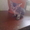 Замечательные котята Донского сфинкса - <ro>Изображение</ro><ru>Изображение</ru> #2, <ru>Объявление</ru> #500888