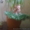 Замечательные котята Донского сфинкса - <ro>Изображение</ro><ru>Изображение</ru> #1, <ru>Объявление</ru> #500888