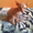Замечательные котята Донского сфинкса - <ro>Изображение</ro><ru>Изображение</ru> #6, <ru>Объявление</ru> #500888