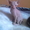 Замечательные котята Донского сфинкса - <ro>Изображение</ro><ru>Изображение</ru> #5, <ru>Объявление</ru> #500888