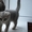 Кошечка шотландская вислоухая - <ro>Изображение</ro><ru>Изображение</ru> #2, <ru>Объявление</ru> #482305