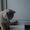 Крупный котик шотландский вислоухий  - <ro>Изображение</ro><ru>Изображение</ru> #1, <ru>Объявление</ru> #487451